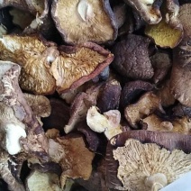 干香菇4~5cm