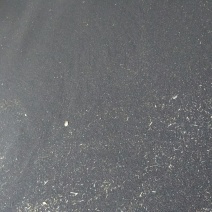 油菜籽1级