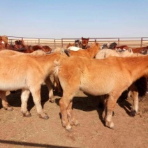 肉马200~300kg