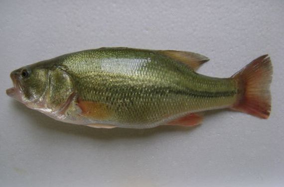 太平洋柔鱼外观图