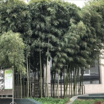 钢竹5~6m