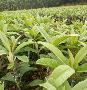 枇杷树苗 早钟6号枇杷苗50-80cm 杯苗