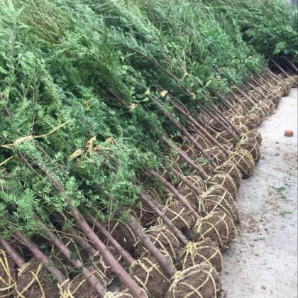 绍兴南方红豆杉产地行情