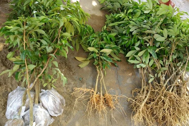 荔枝苗根部腐烂图示