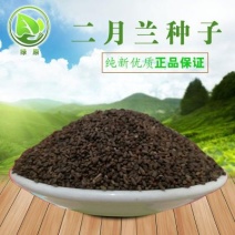 二月兰种子发芽率95%以上花期4-5月适应能力强