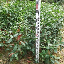 山杜英苗50~60cm籽播