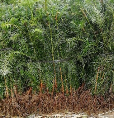 [杉树苗批发]杉木小苗 60cm 正品价格0.60元/棵 - 一亩田