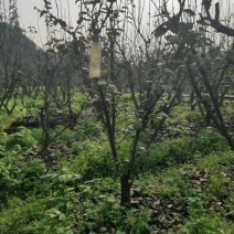 梨树8~10cm2.5~3米
