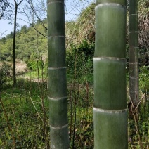 绿竹7~8m