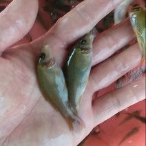 荷包鲤0.5公斤以下鱼苗