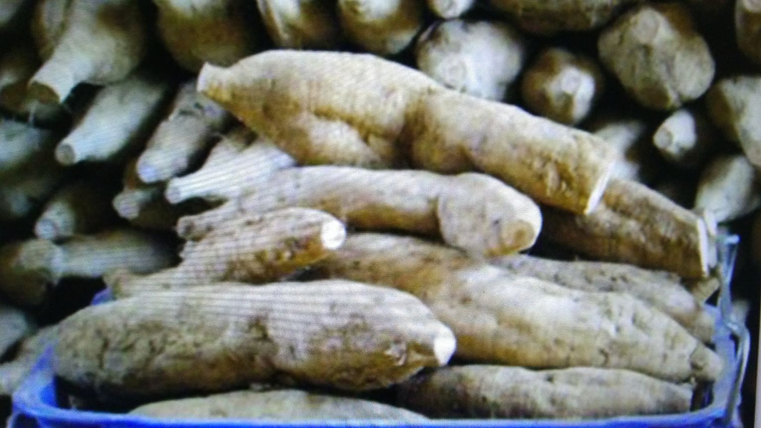 图中展示葛根(左)与葛根藤(右)的实物对比,葛根呈白色块状,葛根藤为干枯藤条 葛根与葛根藤对比图