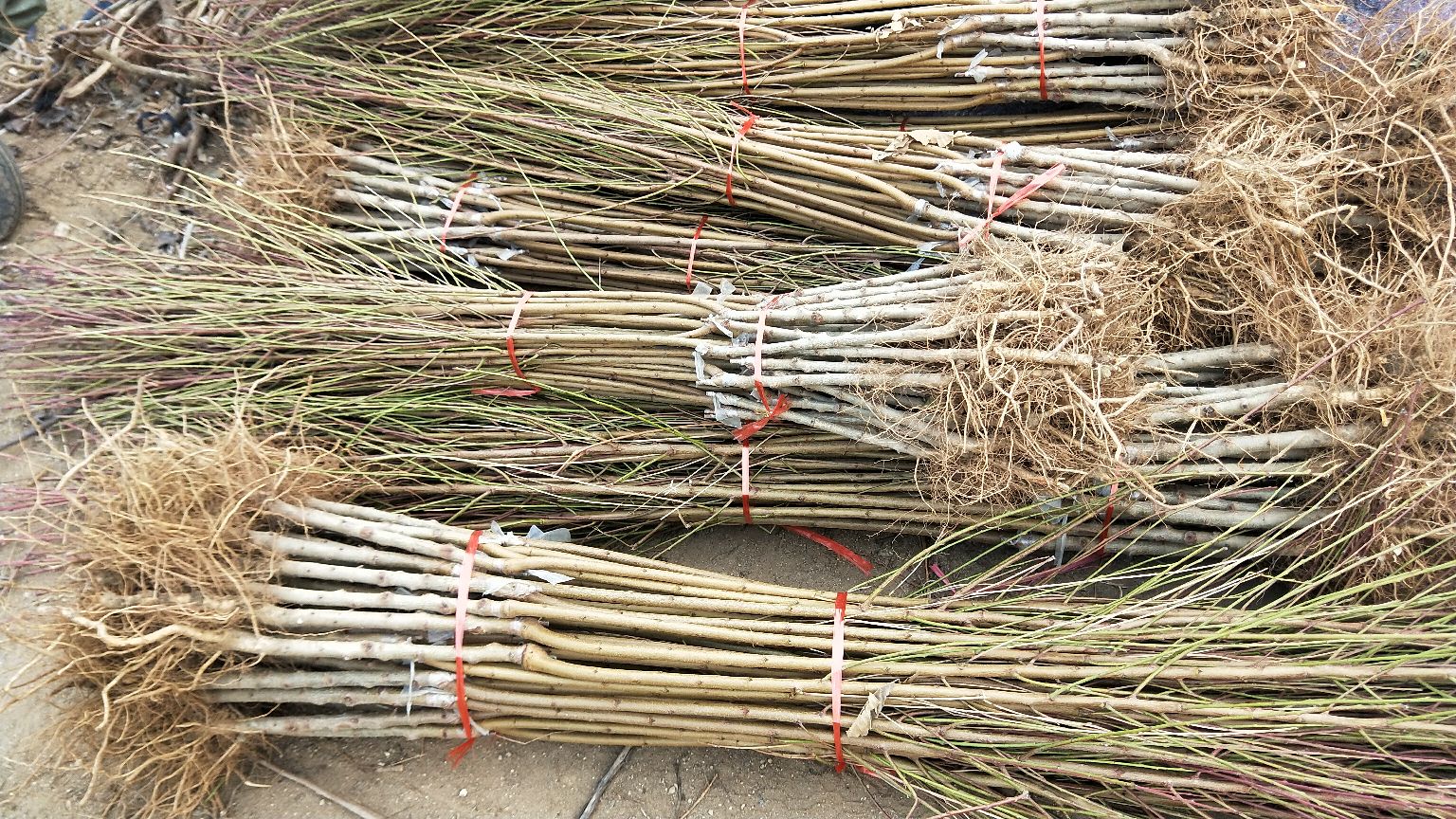 黄桃幼苗定植后覆膜与立杆支撑实景图