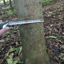 秋枫10~20cm