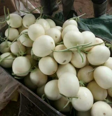 [甜瓜批发]甜瓜_甜红玉 1斤半以上 4月中旬上市价格1.