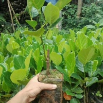 菠萝蜜苗