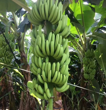 香蕉苗 威廉b6,桂蕉2号,桂蕉6号,大巴西