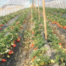 牛奶草莓苗十五年种植经验/免费提供种植技术