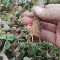 粉葛带芽苗葛根带芽苗桂葛一号广西粉葛
