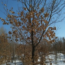 蒙古栎树10~20cm