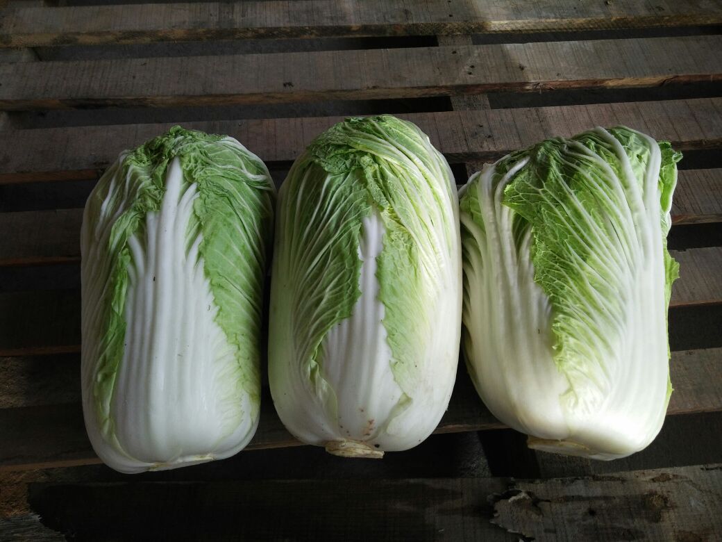 展示青杂三号白菜制作的清炒菜肴,色泽鲜亮,摆盘精美 青杂三号白菜料理成品图