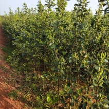 湘林油茶苗70~100cm分枝多，根系发达，果大籽实，