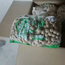 蟹味菇特级
