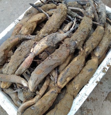 江西石城太空莲36号红花莲藕苗藕种提供技术指导