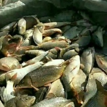 黄河鲤1~2公斤食用