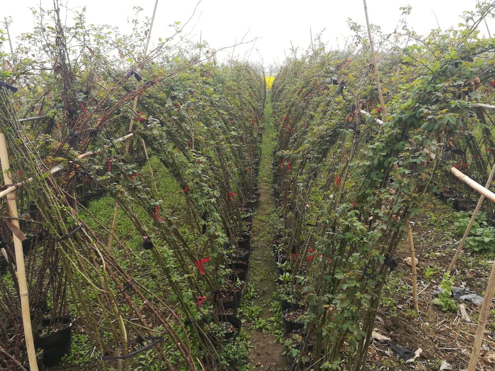 左侧为藤本月季攀爬生长形态,右侧为灌木月季紧凑株型 藤本月季与灌木月季的形态对比图