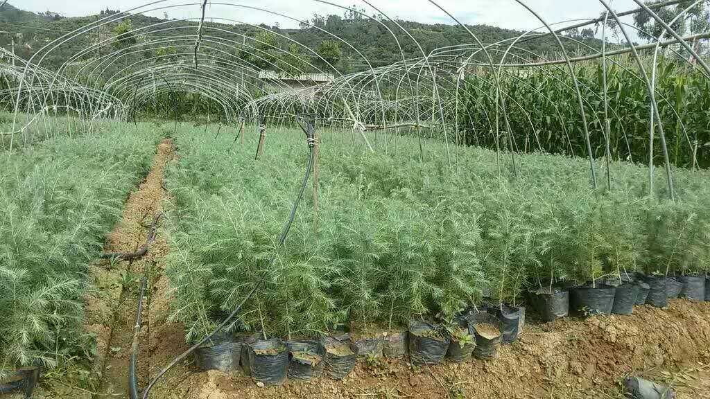 松花苗育苗基地场景