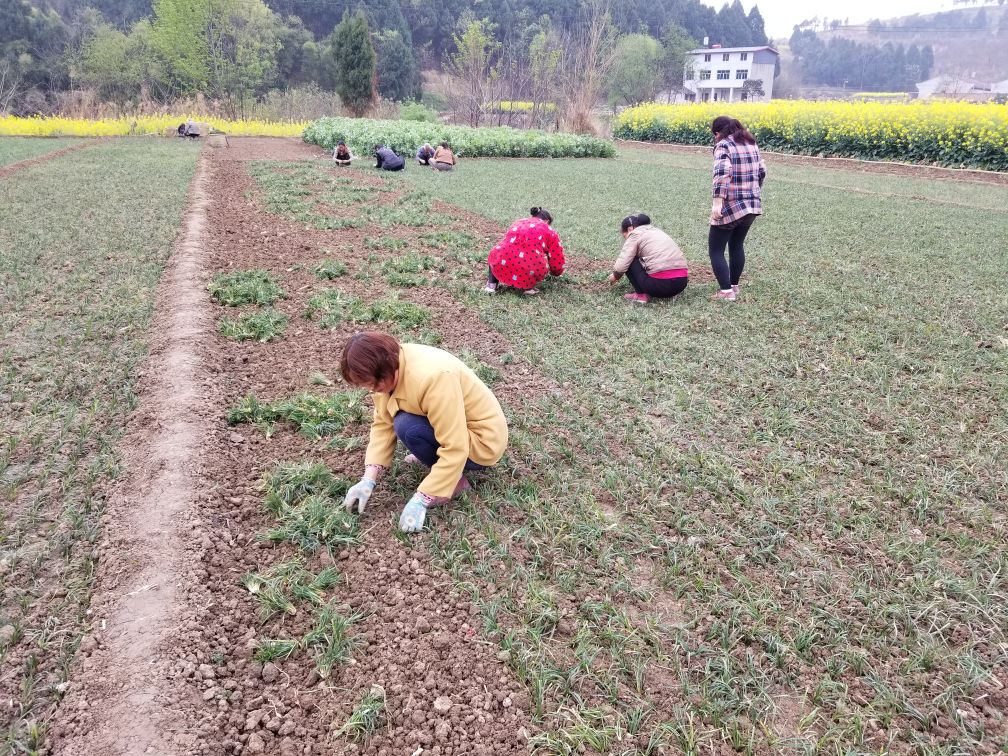 北沙参种植基地实景图