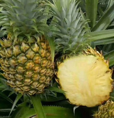 菲律宾巴厘菠萝9斤