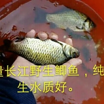 白鲫食用