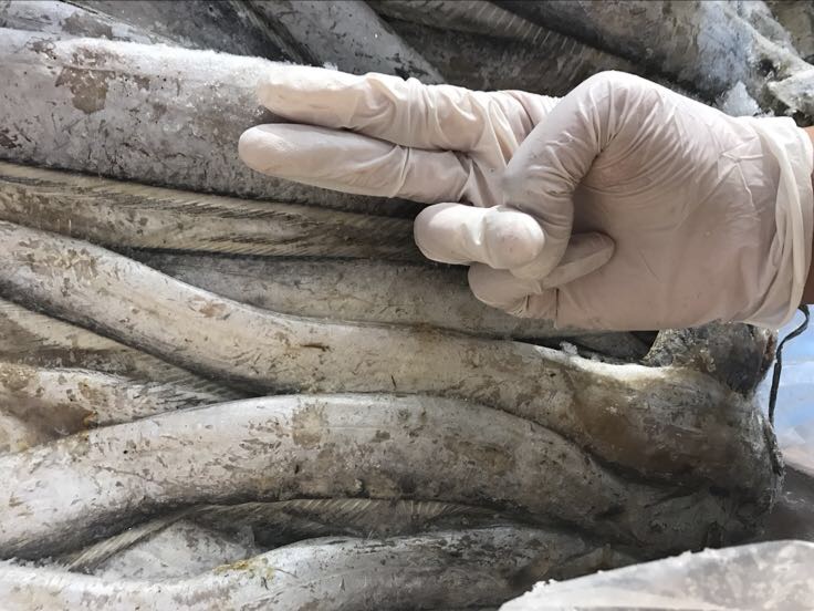 带鱼解剖图展示其骨骼结构