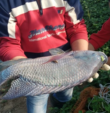 [吉富罗非鱼批发]吉富罗非鱼 活鱼价格8.50元/斤 - 一亩田