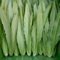 油麦菜25~30cm以上