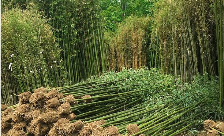 金镶玉竹与玉竹共生意境图