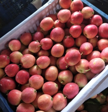 [k9苹果批发]k9苹果 铁岭地区上市较早,气候原因,质量优异价格1.