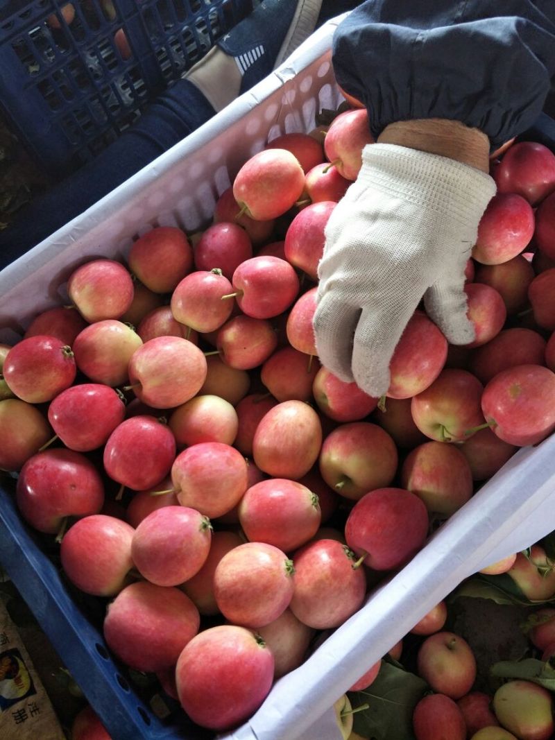 [k9苹果批发]k9苹果 铁岭地区上市较早,气候原因,质量优异价格1.