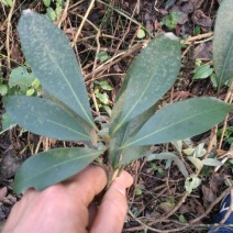 小叶桢楠30~50cm