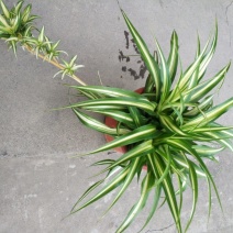 吊兰30~50cm