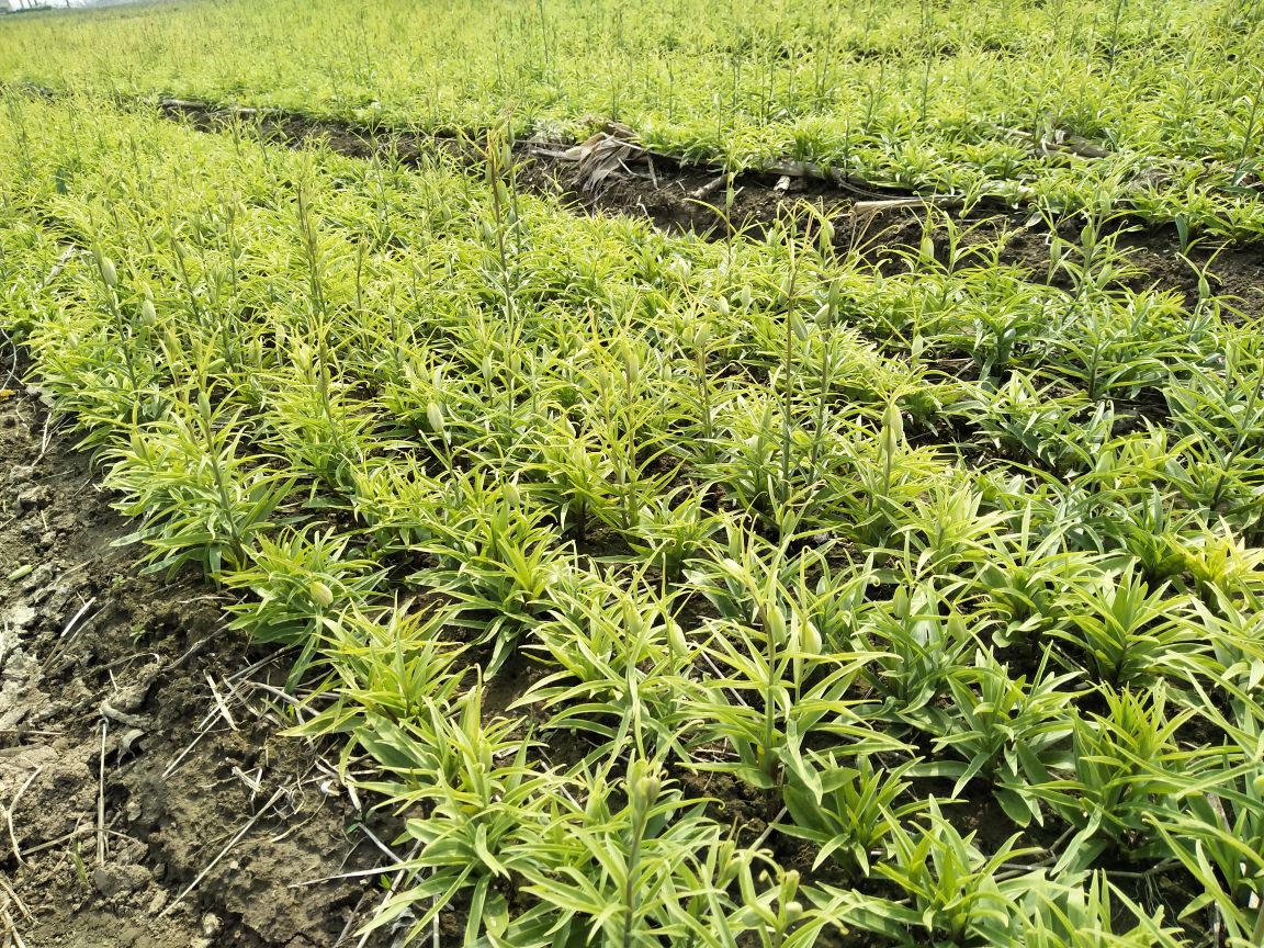高海拔山区的原始生态环境,云雾缭绕的山坡上生长着野生川贝母,周围是典型的高山草甸植被,土壤呈暗褐色,植物根部隐约可见鳞茎结构 川贝母原生环境航拍图