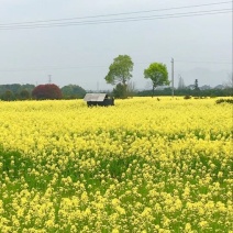 油菜籽1级