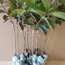 红宝石芭乐苗