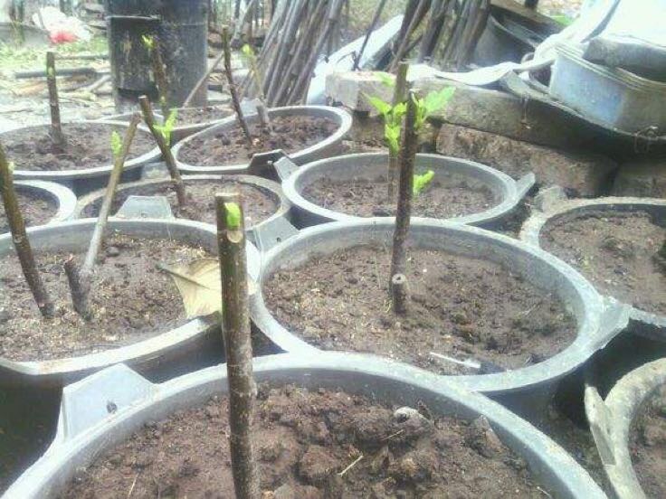 百香果扦插操作图