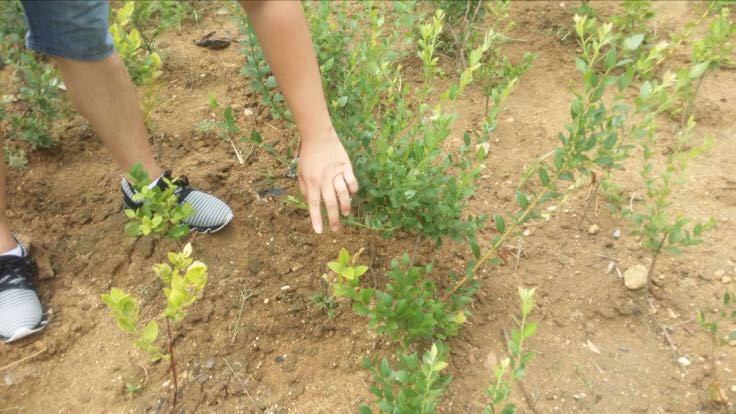 蓝莓产地分布图