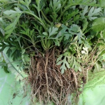 艾草种子95