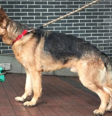 重庆地区长期繁殖四川川东猎犬杜高马犬狗崽母