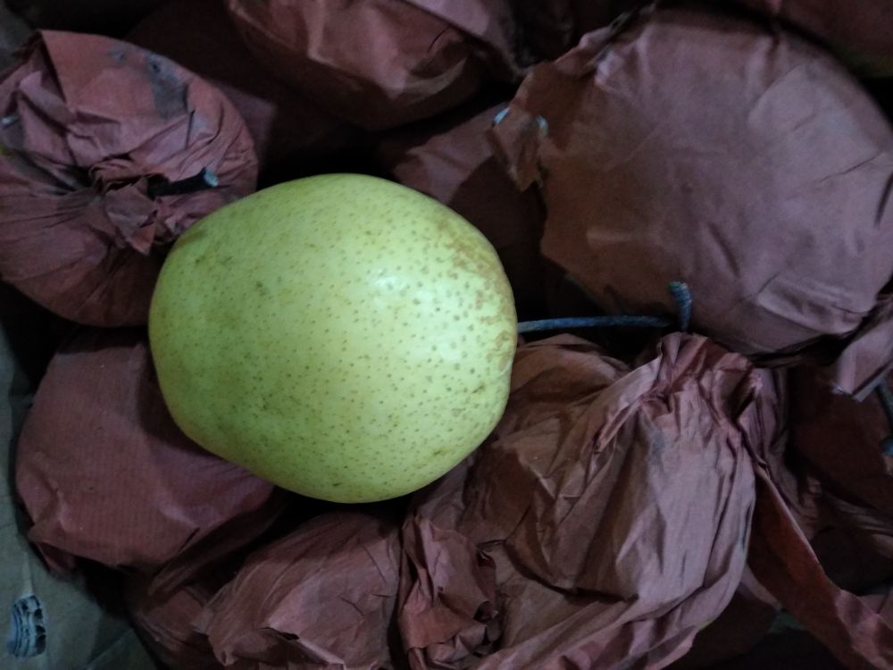 两张高清特写图片并列展示:左侧为典型的‘母梨’,底部平整,有清晰的环形菊花状纹路;右侧为‘公梨’,底部凸起明显,花萼残留部位突出,纹理杂乱。背景为自然光下的木制桌面,突出果实细节 秋月梨底部对比图
