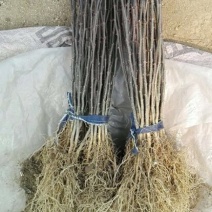 花椒树50~80cm
